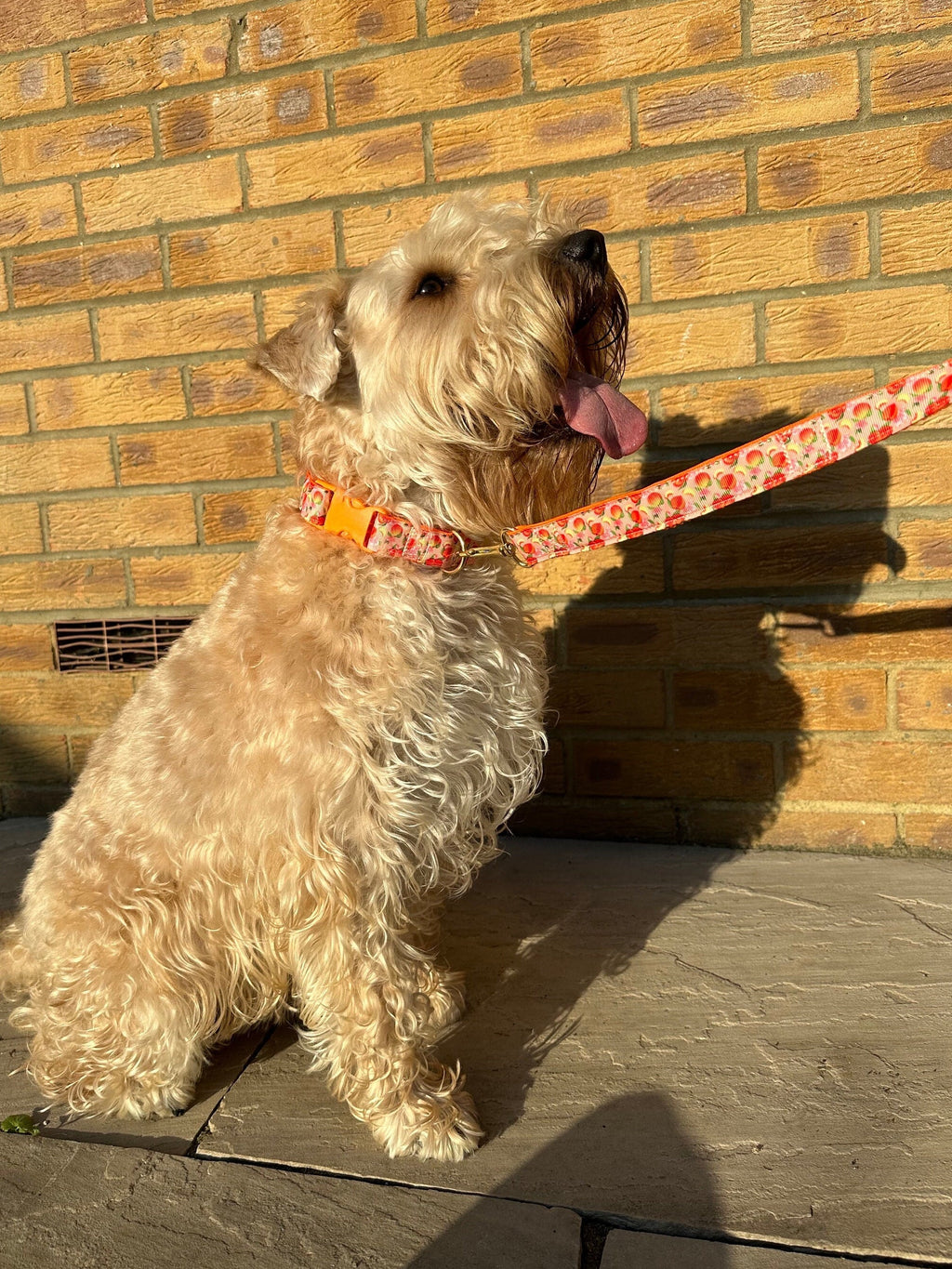 Orange and Pink Peaches Dog Collar (Optional Matching Lead Bundle)