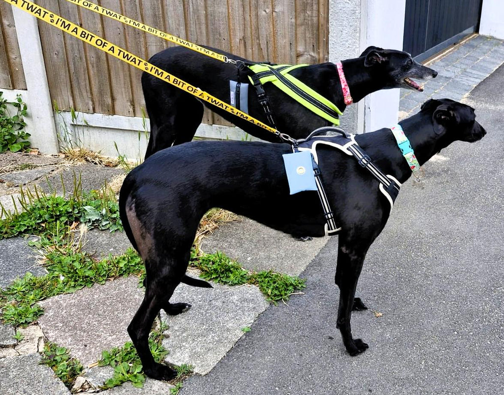 "I'm a Bit of a Twat" Joke Dog Lead (Optional Carabiner Attachment)