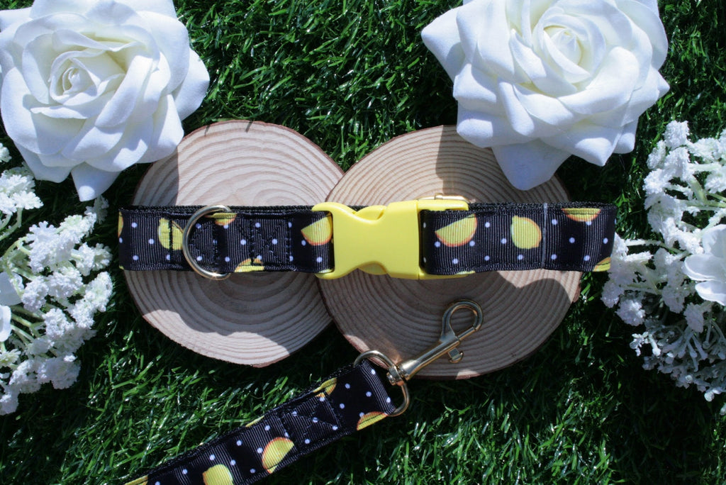 Black Lemon Dog Collar (Optional Matching Lead Set)