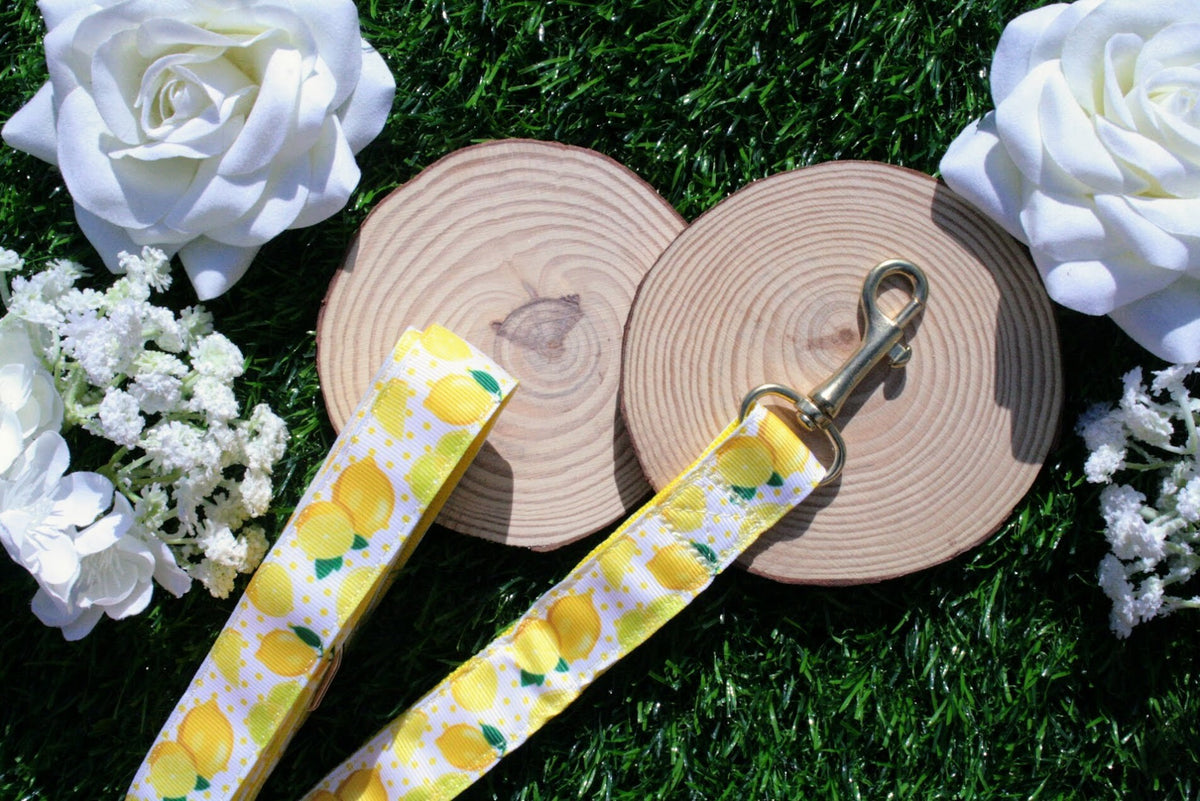 Yellow & White Lemon Dog Collar (Optional Matching Lead Set)