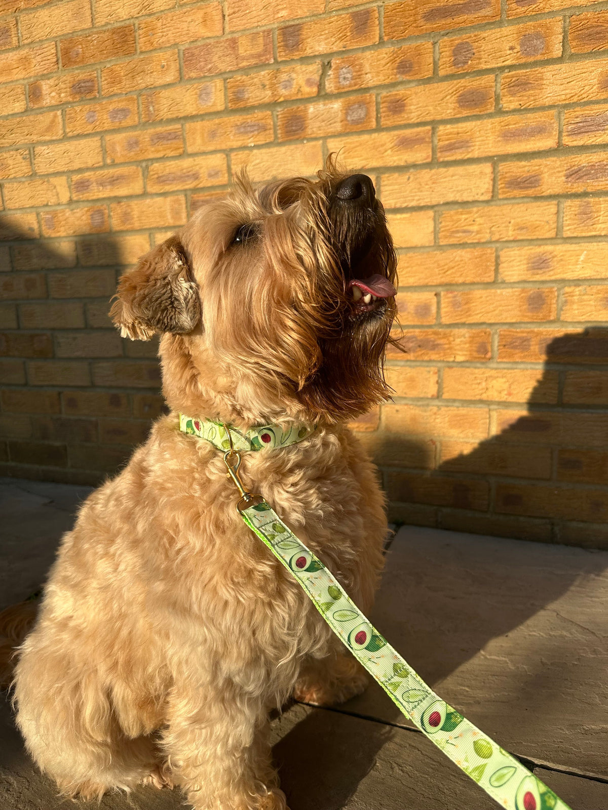 Green Avocado Dog Collar (Optional Matching Lead Set)