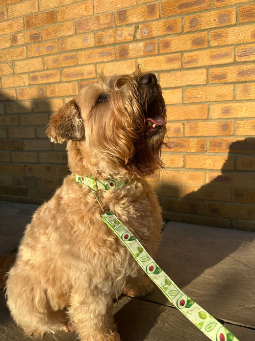 Green Avocado Dog Collar (Optional Matching Lead Set)
