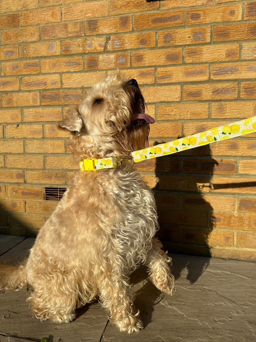 Yellow & White Lemon Dog Collar (Optional Matching Lead Set)