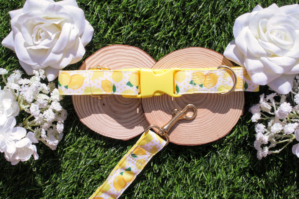 Yellow & White Lemon Dog Collar (Optional Matching Lead Set)