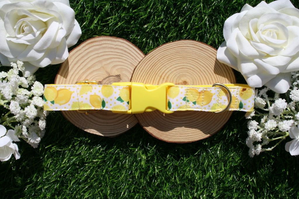 Yellow & White Lemon Dog Collar (Optional Matching Lead Set)
