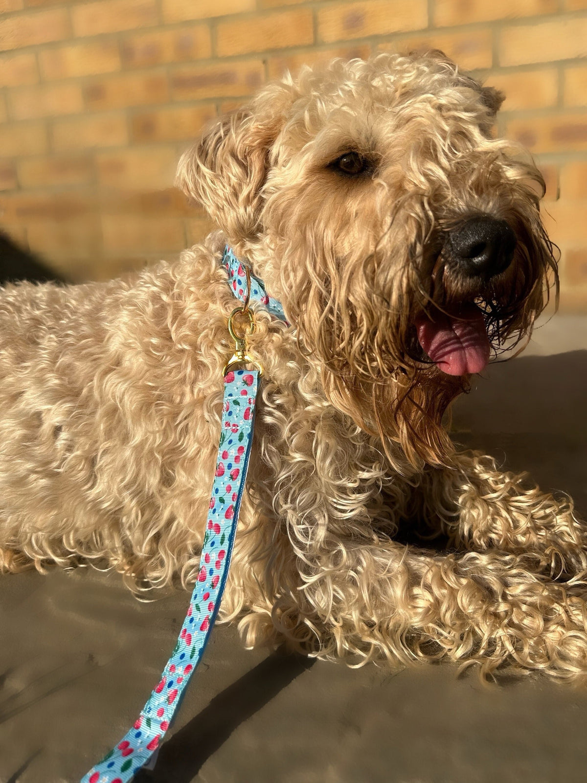 Cherry Blue and Pink Adjustable Collar (Optional Matching Lead Bundle)
