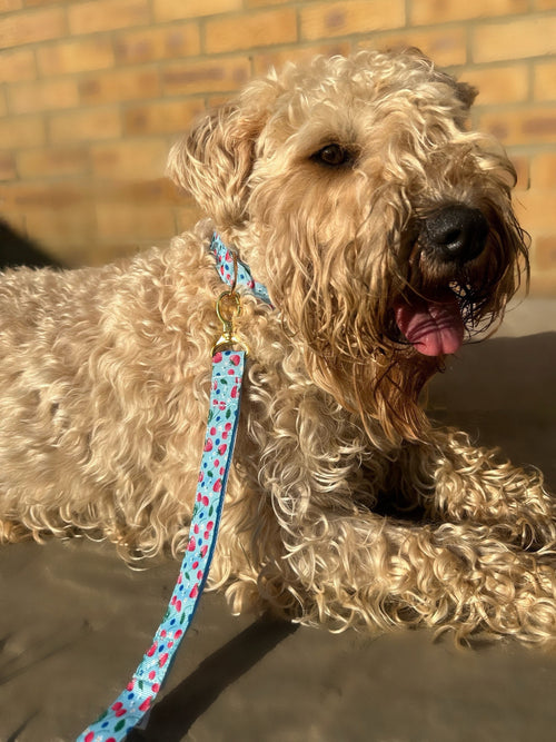Cherry Blue and Pink Adjustable Collar (Optional Matching Lead Bundle)
