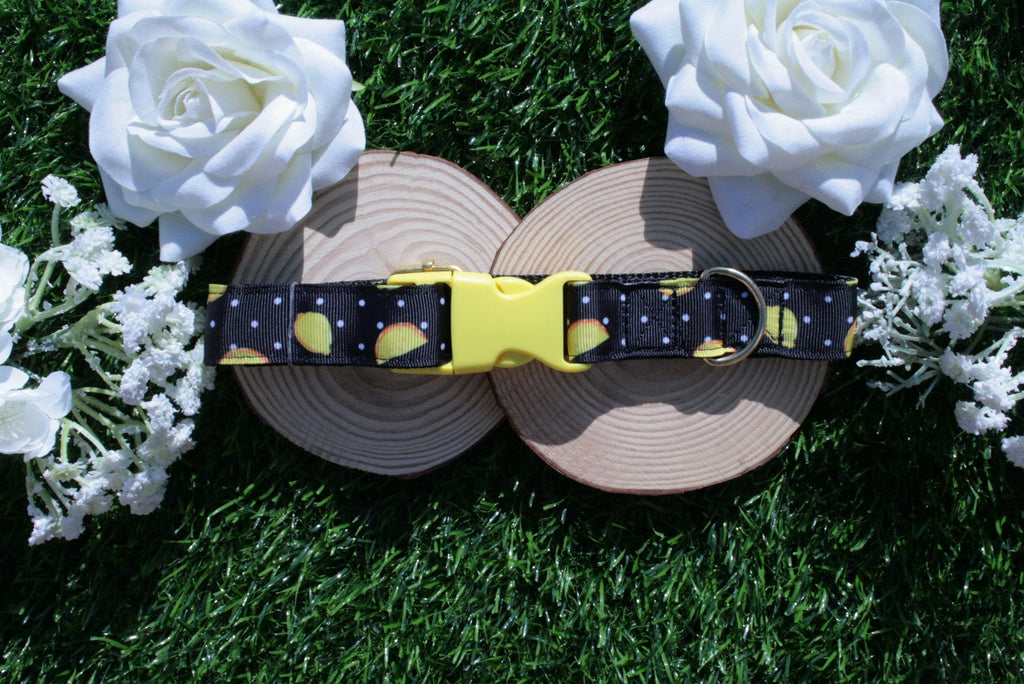 Black Lemon Dog Collar (Optional Matching Lead Set)