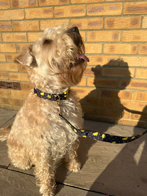 Black Lemon Dog Collar (Optional Matching Lead Set)