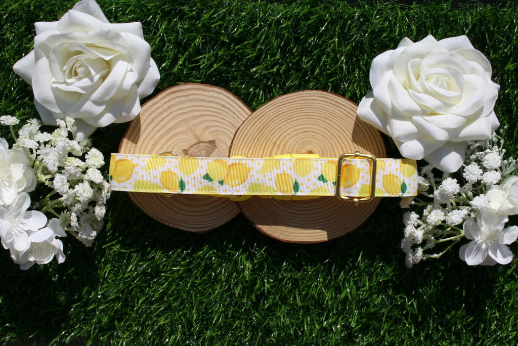 Yellow & White Lemon Dog Collar (Optional Matching Lead Set)