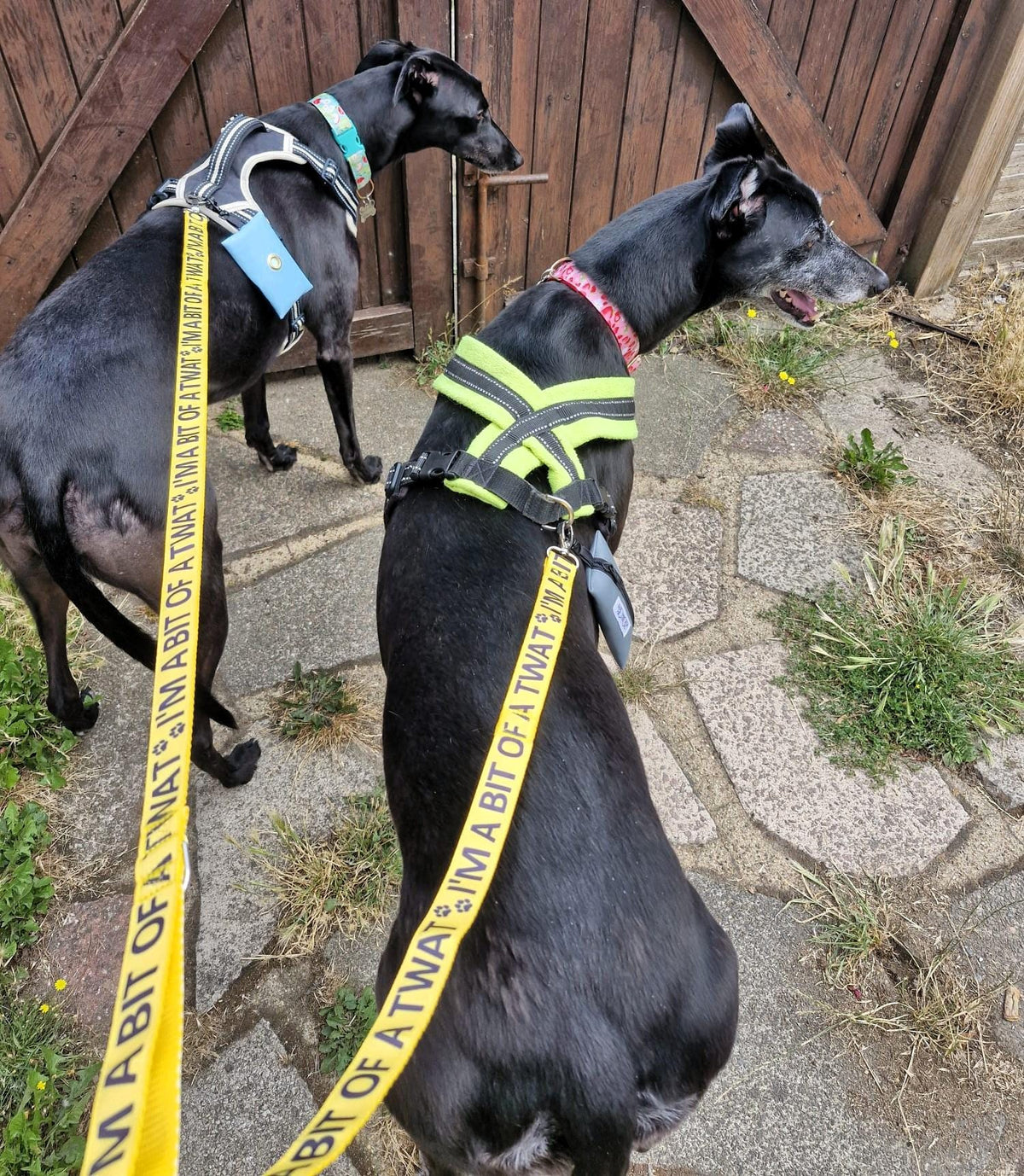 "I'm a Bit of a Twat" Joke Dog Lead (Optional Carabiner Attachment)