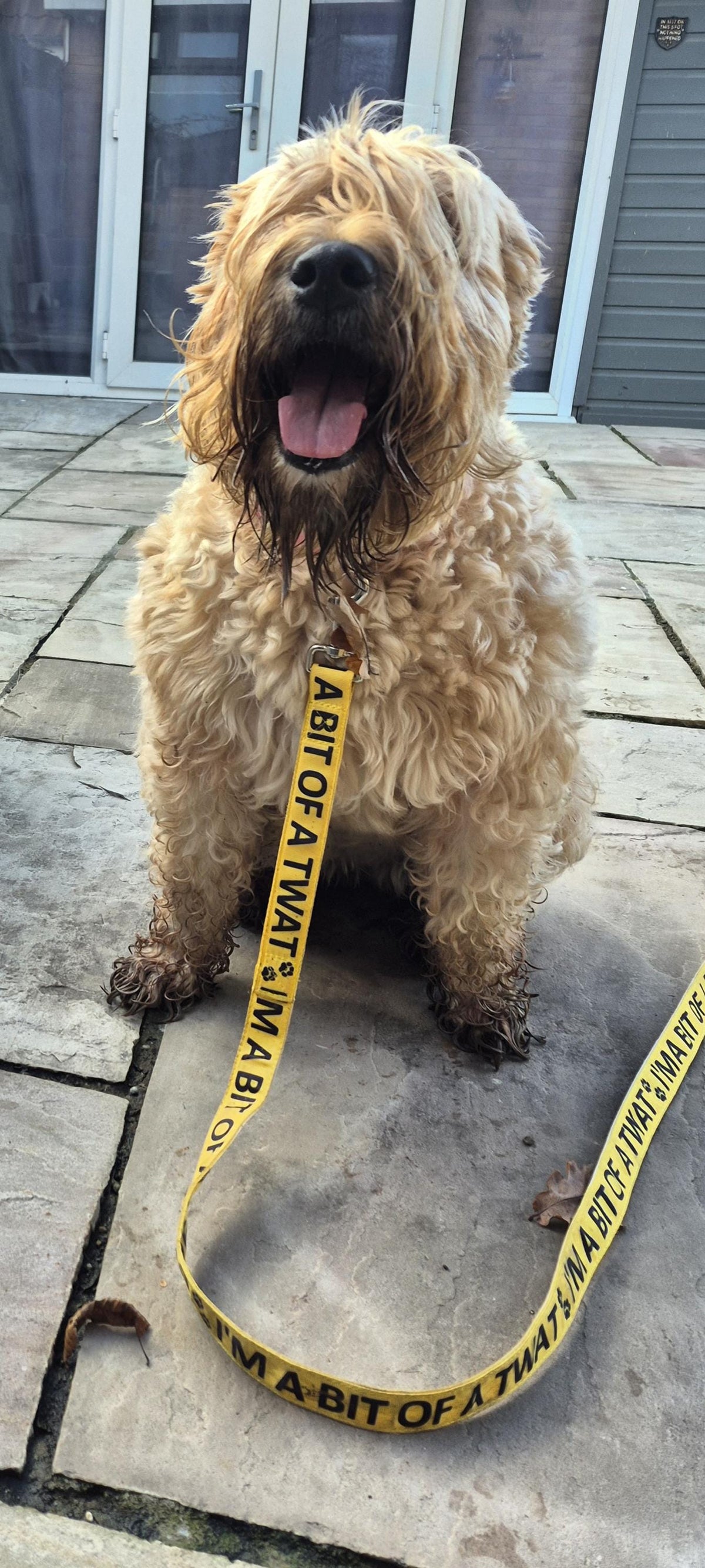 "I'm a Bit of a Twat" Joke Dog Lead (Optional Carabiner Attachment)